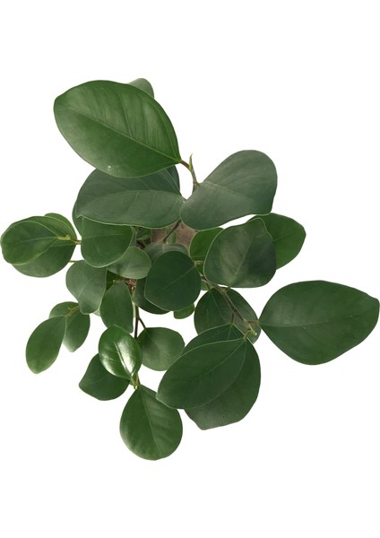 Ficus Microcarpa 'Ginseng Bonsai'