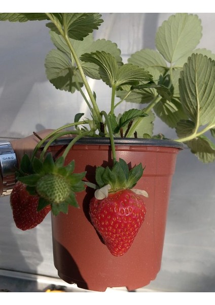 Yediveren Çilek Saksılı 2 Adet modelleri