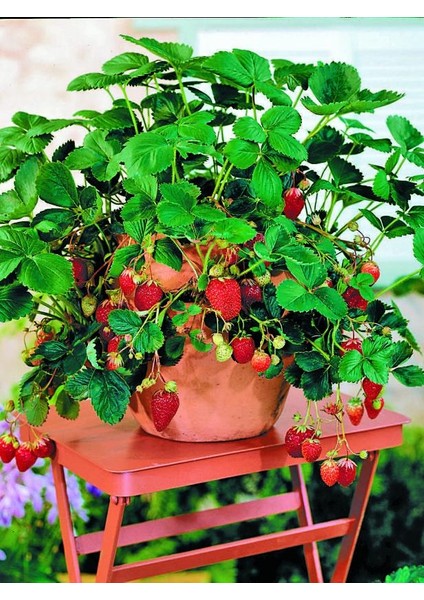 Yediveren Çilek Saksılı 2 Adet fırsatları