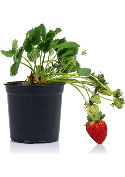 Yediveren Çilek Saksılı 5 Adet