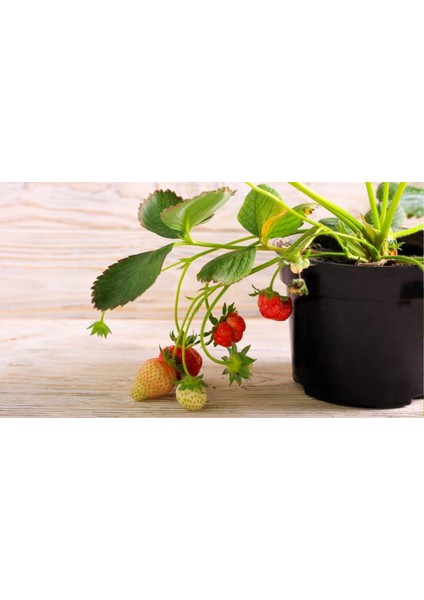 Yediveren Çilek Saksılı 5 Adet fiyatları