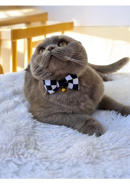 Dama Desen Kedi ve Küçük Irk Köpek Tasması fiyatları