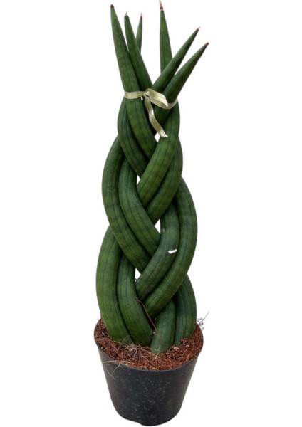 Sansevieria Gevlochten (Paşa Kılıcı)