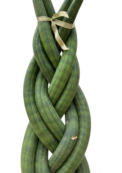 Sansevieria Gevlochten (Paşa Kılıcı) fiyatları