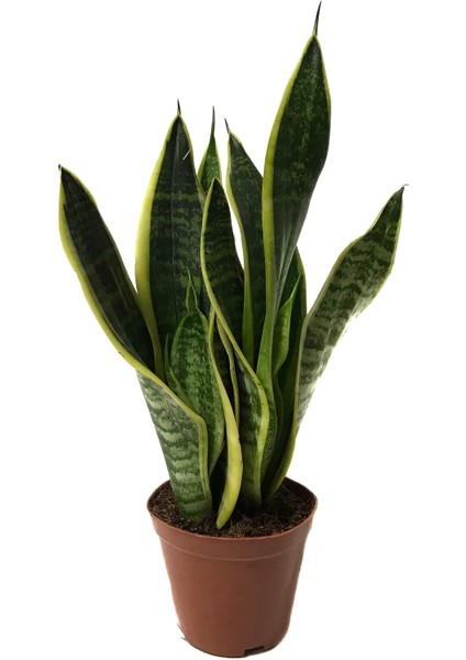 Sansevieria Trifasciata (Paşa Kılıcı)