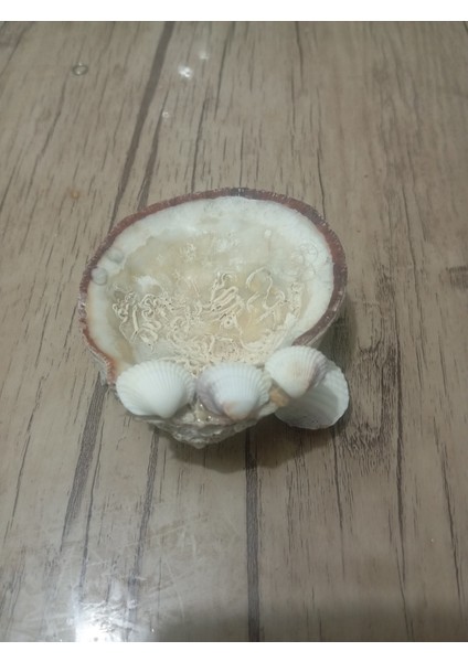 Deniz Kabuğu Mumluk 2 fırsatları