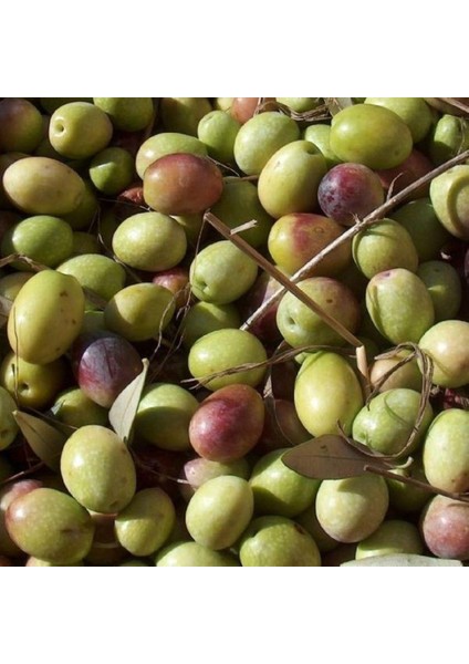 Sofralık ve Yağlık Tüplü Siirt Ayvalık Zeytini Fidanı