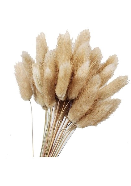 50 Adet Doğal Ham Renk Kurutulmuş Çiçekler Gerçek Çiçek Buketi Ev Düğün Dekorasyon Için Tavşan Kuyruğu Çim Demetleri (Yurt Dışından)
