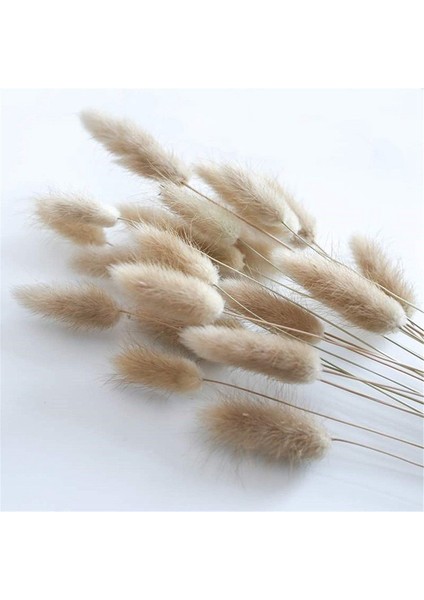 50 Adet Doğal Ham Renk Kurutulmuş Çiçekler Gerçek Çiçek Buketi Ev Düğün Dekorasyon Için Tavşan Kuyruğu Çim Demetleri (Yurt Dışından) fiyatları