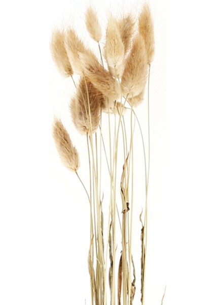 50 Adet Doğal Ham Renk Kurutulmuş Çiçekler Gerçek Çiçek Buketi Ev Düğün Dekorasyon Için Tavşan Kuyruğu Çim Demetleri (Yurt Dışından) modelleri