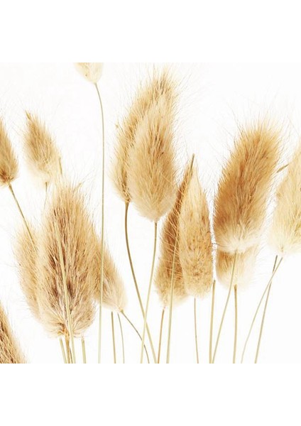 50 Adet Doğal Ham Renk Kurutulmuş Çiçekler Gerçek Çiçek Buketi Ev Düğün Dekorasyon Için Tavşan Kuyruğu Çim Demetleri (Yurt Dışından) fırsatları
