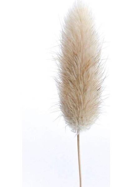 50 Adet Doğal Ham Renk Kurutulmuş Çiçekler Gerçek Çiçek Buketi Ev Düğün Dekorasyon Için Tavşan Kuyruğu Çim Demetleri (Yurt Dışından) indirimleri