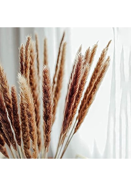 60 Adet Kurutulmuş Pampas Çim Dekor 17 Inç Doğal Pampas Çiçek/kurutulmuş Pampas Çim Çiçek Düzenlemeleri Için Düğün Dekor (Yurt Dışından) fırsatları