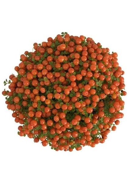 Nertera Granadensis (Mercan Boncuğu)