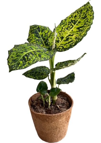 Dieffenbachia Reflector (Difenbahya)