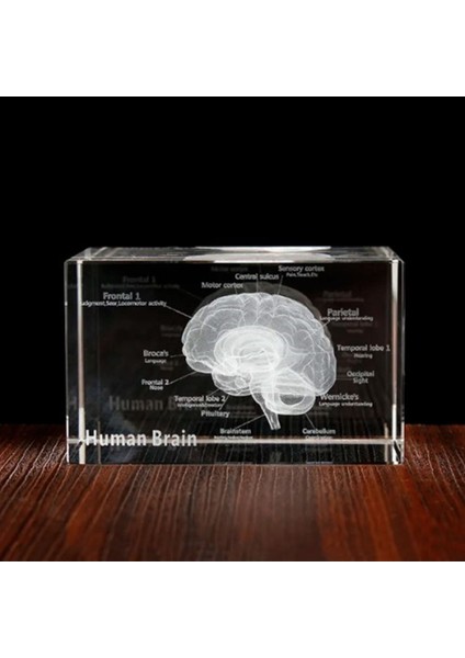 3D Kristal Insan Beyni Modeli
