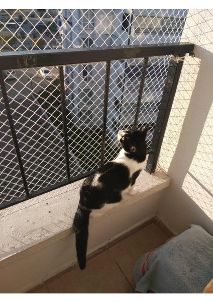 Kedi Filesi, hayvan koruma filesi (2.5metre*8metre)