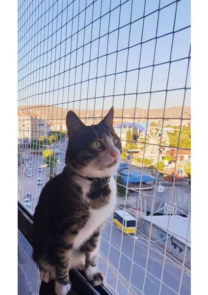 Kedi Filesi, hayvan koruma filesi (2.5metre*8metre)