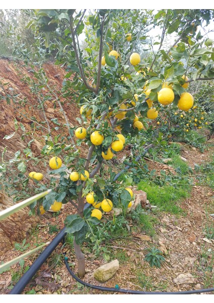 Limon 1 kg Dalından Taze Hasat