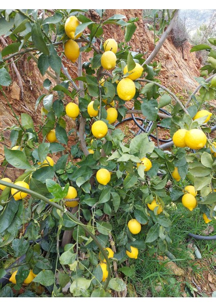 Limon 1 kg Dalından Taze Hasat