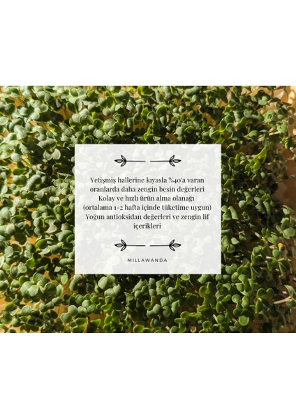 Mikro Filiz Yetiştirme Kiti - 2'li Wasabi & Pak Choi