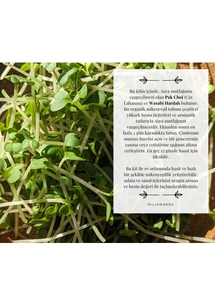 Mikro Filiz Yetiştirme Kiti - 2'li Wasabi & Pak Choi