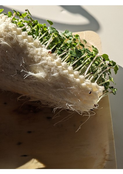 Mikro Filiz Yetiştirme Kiti - 2'li Wasabi & Pak Choi