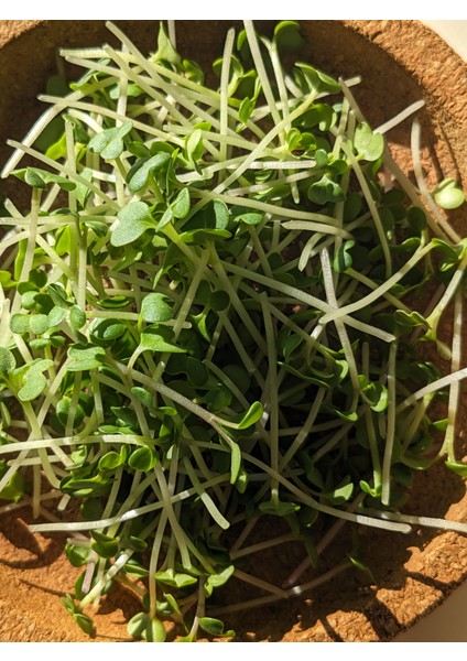Mikro Filiz Yetiştirme Kiti - 2'li Wasabi & Pak Choi