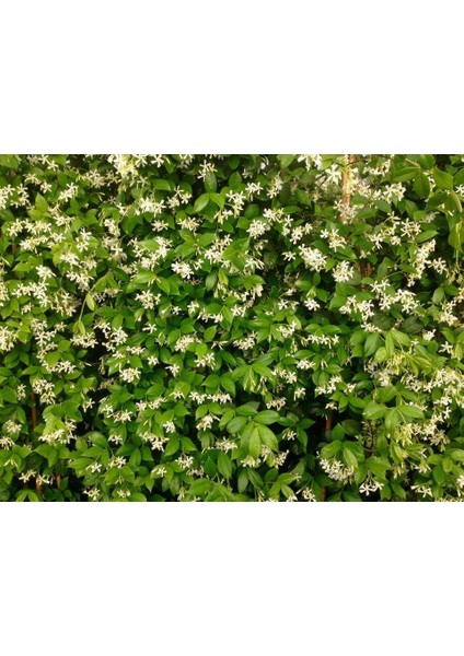 Arap Yasemini - Çiçekli Kokulu Sarılıcı Bitki 1.5 Metre