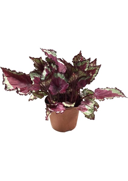 Begonia Rex 'Spitfire' (Begonya)