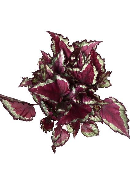 Begonia Rex 'Spitfire' (Begonya)