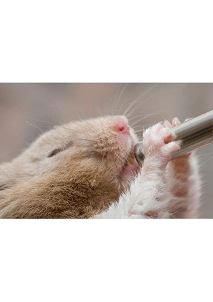 Hamster Suluğu 100 ml Small modelleri