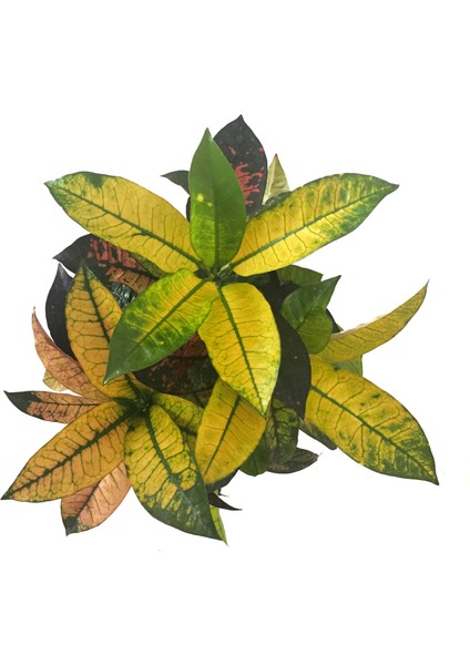 Codiaeum Variegatum 'Mrs Iceton' (Kraton Çiçeği)