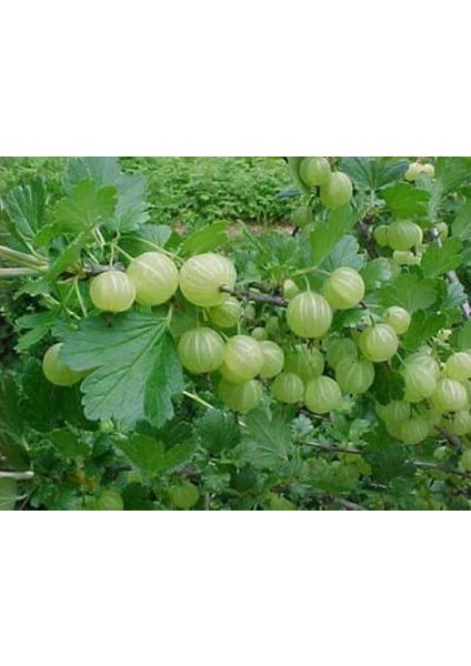 Paket Tüplü Aromatik Gooseberry Sarı Bektaşi Üzümü Fidanı