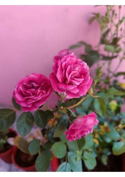 Videolu Yediveren Eflatun Gül Fidanı (10-15 cm) Saksılı Aşılı Gül Lilac Rose