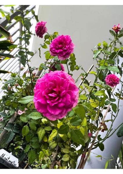 Videolu Yediveren Eflatun Gül Fidanı (10-15 cm) Saksılı Aşılı Gül Lilac Rose