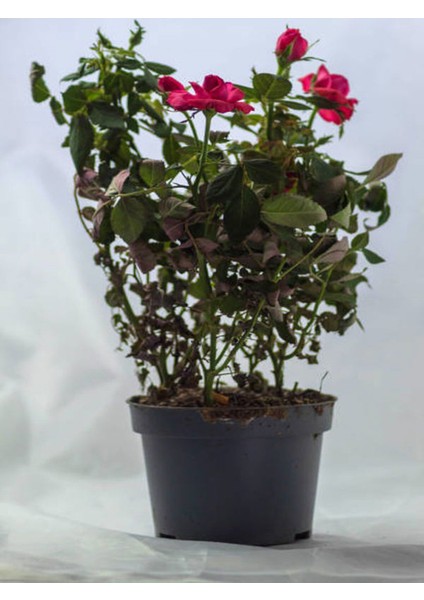 Videolu Yediveren Eflatun Gül Fidanı (10-15 cm) Saksılı Aşılı Gül Lilac Rose