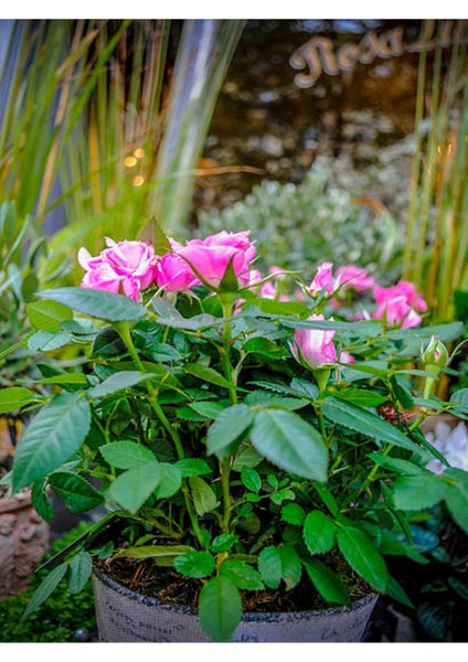 Videolu Yediveren Eflatun Gül Fidanı (10-15 cm) Saksılı Aşılı Gül Lilac Rose