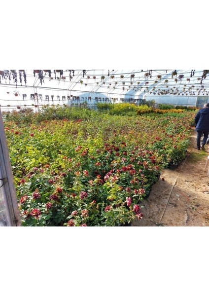 Videolu Yediveren Pembe (10-15 cm) Saksılı Aşılı Gül Pink Rose indirimleri