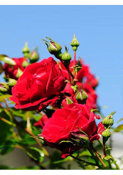 Videolu Kırmızı Gül Fidanı Kokulu Saksılı 1 Adet [10-15 cm] Dış Mekan Bitkisi Red Rose