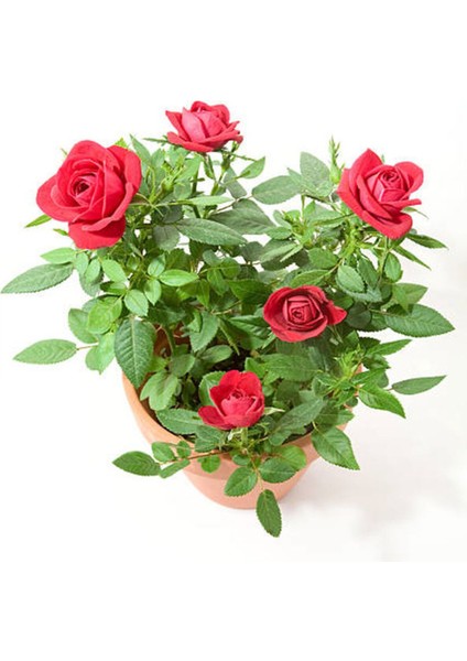 Videolu Kırmızı Gül Fidanı Kokulu Saksılı 1 Adet [10-15 cm] Dış Mekan Bitkisi Red Rose
