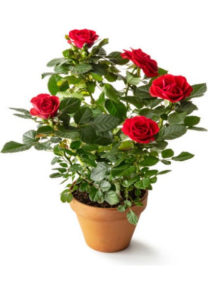 Videolu Kırmızı Gül Fidanı Kokulu Saksılı 1 Adet [10-15 cm] Dış Mekan Bitkisi Red Rose