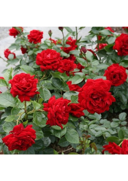 Videolu Kırmızı Gül Fidanı Kokulu Saksılı 1 Adet [10-15 cm] Dış Mekan Bitkisi Red Rose