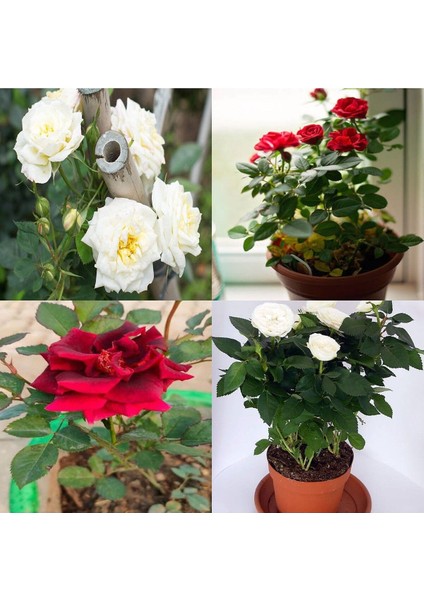 Videolu Beyaz ve Kırmızı Yediveren 2 Adet Gül Fidanı Saksılı 50-90 cm (Red White Roses Sapling)