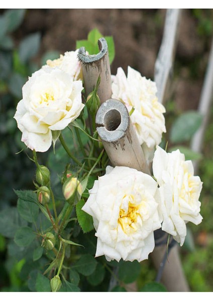 Videolu Beyaz ve Kırmızı Yediveren 2 Adet Gül Fidanı Saksılı 50-90 cm (Red White Roses Sapling)