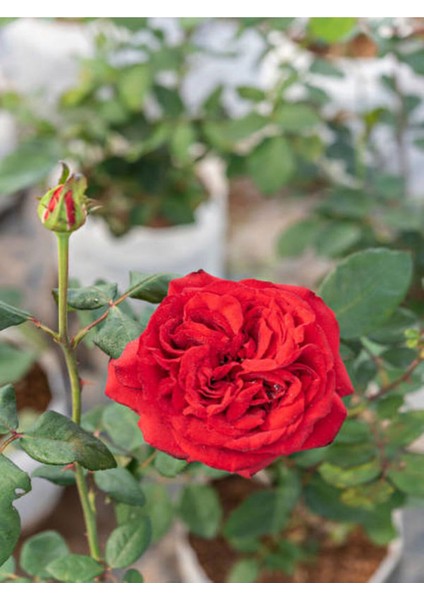 Videolu Beyaz ve Kırmızı Yediveren 2 Adet Gül Fidanı Saksılı 50-90 cm (Red White Roses Sapling)