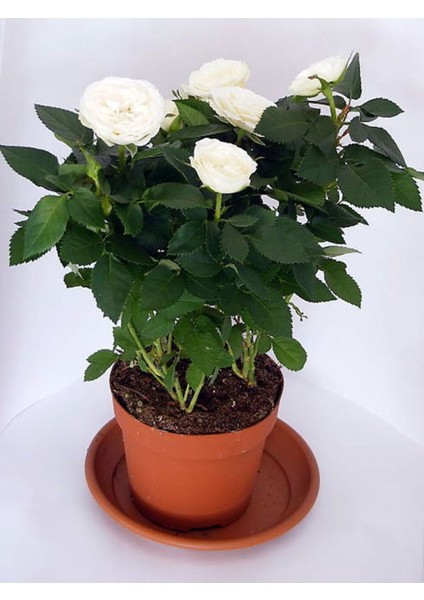 Videolu Beyaz ve Kırmızı Yediveren 2 Adet Gül Fidanı Saksılı 50-90 cm (Red White Roses Sapling)