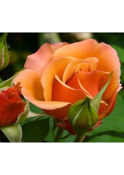 Videolu Ponpon Nar Çiçeği 3 Adet Gül Fidanı Yediveren 50-80 cm (Pomegranate Blossom Rose Sapling)