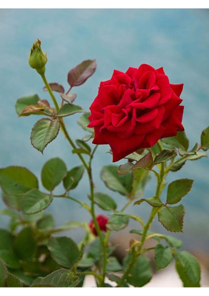 Videolu Kadife Kırmızı Gül Fidanı 6 Adet Yediveren Kokulu Saksılı 50-75 cm (Velvet Red Rose) fırsatları