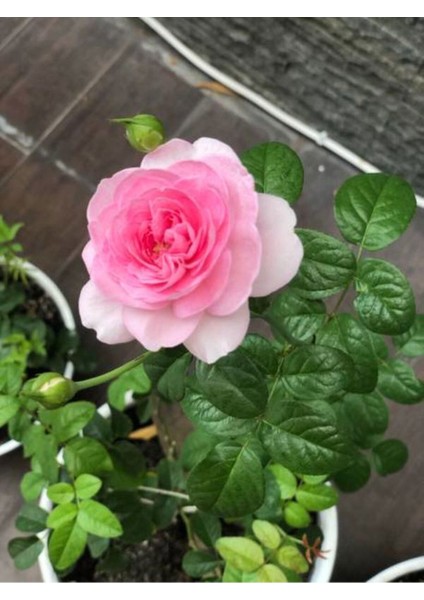 Videolu Pembe ve Beyaz Yediveren 2 Adet Gül Fidanı Saksılı 45-80 cm (Pink And White Rose Sapling)